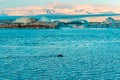 Fur seal swims among glaciers in winter in Iceland. Breathtaking natural landscape Royalty Free Stock Photo