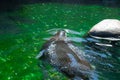 fur seal swims in the pool of the zoo Royalty Free Stock Photo