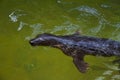 Fur seal swims in seawater Royalty Free Stock Photo
