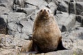 Fur seal - Tasmania