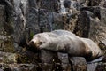 Fur seal - Tasmania
