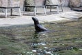 Fur seal in the water Royalty Free Stock Photo