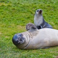 Fur Seal waving flipper with Pup Royalty Free Stock Photo