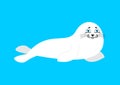 Fur Seal white isolated. small sea calf. Animal of Arctic and An
