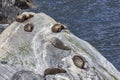 Fur seals (Arctocephalus forsteri) colony in Milford Sound, Fiordland National Park. Southland - New Zealand Royalty Free Stock Photo