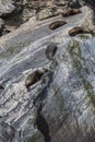 Fur seals (Arctocephalus forsteri) colony in Milford Sound, Fiordland National Park. Southland - New Zealand Royalty Free Stock Photo