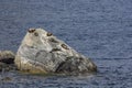 Fur seals (Arctocephalus forsteri) colony in Milford Sound, Fiordland National Park. Southland - New Zealand Royalty Free Stock Photo