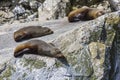 Fur seals (Arctocephalus forsteri) colony in Milford Sound, Fiordland National Park. Southland - New Zealand