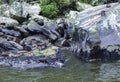 Fur seals Arctocephalus forsteri colony in Milford Sound Royalty Free Stock Photo