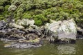 Fur seals Arctocephalus forsteri colony in Milford Sound Royalty Free Stock Photo