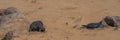 Fur seals babys lie on sand at Cape Cross at the skelett coast of Namibia, panorama Royalty Free Stock Photo