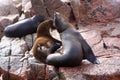 Fur Seals On The Ballestas Islands, Paracas, Peru