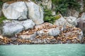 Fur seals basking on the rocky shore in Chilkoot Royalty Free Stock Photo