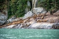 Fur seals basking on the rocky shore in Chilkoot Royalty Free Stock Photo