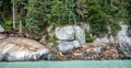 Fur seals basking on the rocky shore in Chilkoot Royalty Free Stock Photo