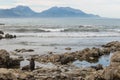 Fur seals at Kaikoura coast Royalty Free Stock Photo