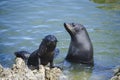 Fur seals in Kaikoura, New Zealand Royalty Free Stock Photo