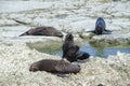 Fur seals in Kaikoura, New Zealand Royalty Free Stock Photo