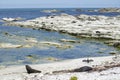 Fur seals in Kaikoura, New Zealand Royalty Free Stock Photo