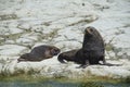 Fur seals in Kaikoura, New Zealand Royalty Free Stock Photo