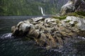 Fur Seals, Milford Sound, Fiordland National Park, South Island, New Zealand Royalty Free Stock Photo