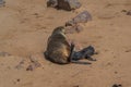 Fur seals mother and baby at Cape Cross at the skelett coastline of Namibia at the Atlantic Ocean Royalty Free Stock Photo