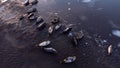 Fur Seals in Natural Environment. Pure Icelandic Nature. Ocean Coast with Floating Ice at Sunset. Wildlife in Iceland Royalty Free Stock Photo