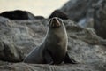 Fur seals Ohau view point, Kaikoura Royalty Free Stock Photo