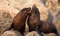 Fur Seals Playing Royalty Free Stock Photo