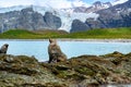Male fur seal posing on rocks in front of mountains, glacier and penguin colony on beach in South Georgia Royalty Free Stock Photo