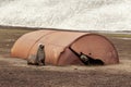 Fur seals playing in the ruins of whaler station at Deception Is Royalty Free Stock Photo