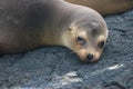 Fur Seals on Galapagos Islands Royalty Free Stock Photo
