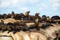 Fur seals at Seal Island, Hout Bay, South Africa Royalty Free Stock Photo