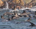 Fur seals, seal island, south africa