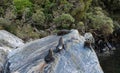 FUR SEALS SUN THEMSELVES ON A ROCK FORMATION AFTER A MORNING SWIM IN MILFORD SOUND Royalty Free Stock Photo