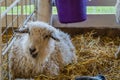 Beautiful white fur sheep, Ovis aries, in a pen at the county fair Royalty Free Stock Photo