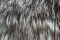 Fur of silver fox Royalty Free Stock Photo