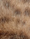 The fur of stray cat have color ation Royalty Free Stock Photo