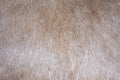 Fur texture Royalty Free Stock Photo