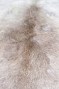 Fur texture