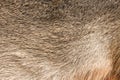 Fur texture background Royalty Free Stock Photo