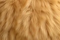 Fur texture background, light pattern of fluffy animal skin close-up. Top view of yellow fluffy carpet. Concept of lion, wild cat Royalty Free Stock Photo