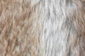 Fur texture