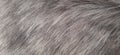 Fur texture ,close-up useful as background - image