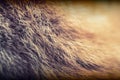 Fur texture Royalty Free Stock Photo