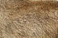 Fur texture old bison hair Royalty Free Stock Photo