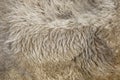 Fur texture old bison hair Royalty Free Stock Photo