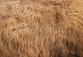 Fur texture old bison hair Royalty Free Stock Photo