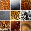 Fur texture Reailstic Set Royalty Free Stock Photo