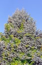 A fur-tree against the blue sky Royalty Free Stock Photo